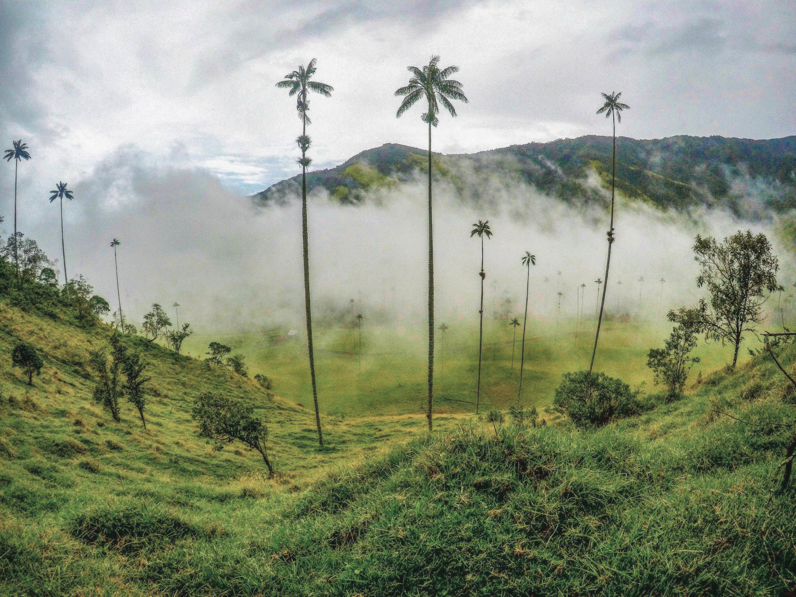  world's tallest wax palms in Corora Valley